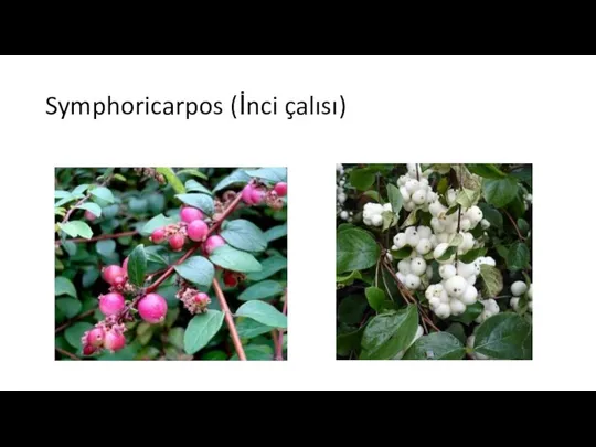 Symphoricarpos (İnci çalısı)