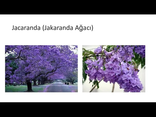 Jacaranda (Jakaranda Ağacı)