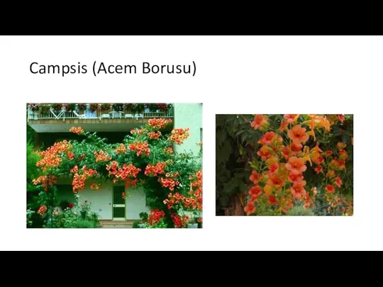 Campsis (Acem Borusu)