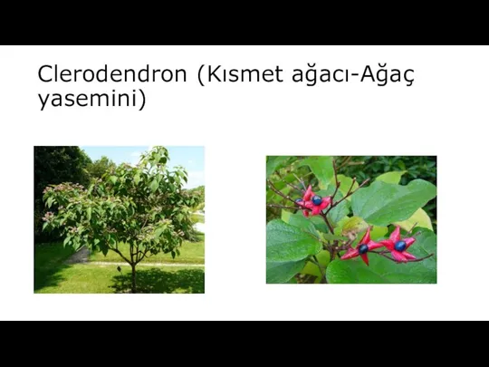 Clerodendron (Kısmet ağacı-Ağaç yasemini)