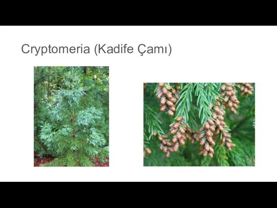 Cryptomeria (Kadife Çamı)