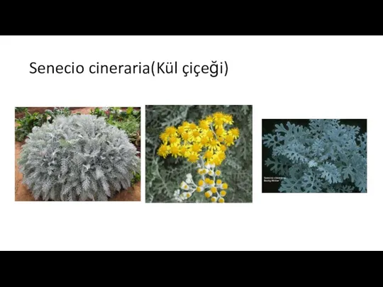 Senecio cineraria(Kül çiçeği)
