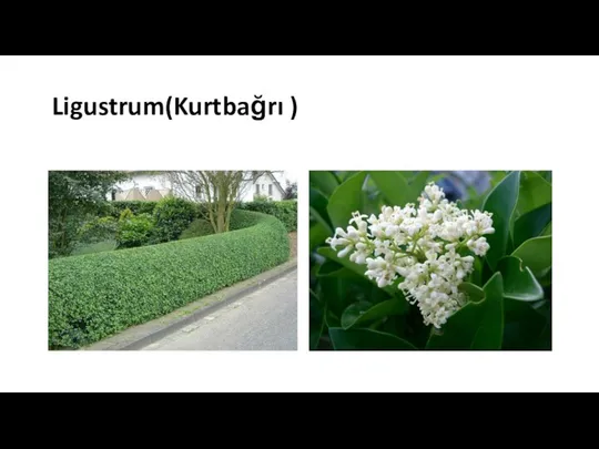 Ligustrum(Kurtbağrı )