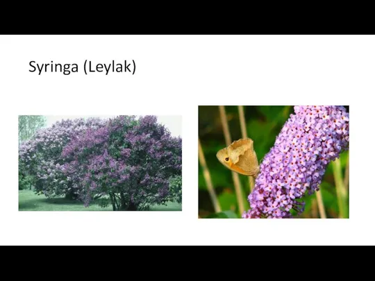 Syringa (Leylak)