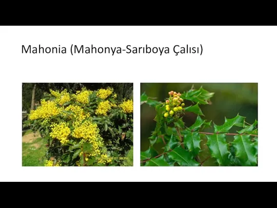 Mahonia (Mahonya-Sarıboya Çalısı)