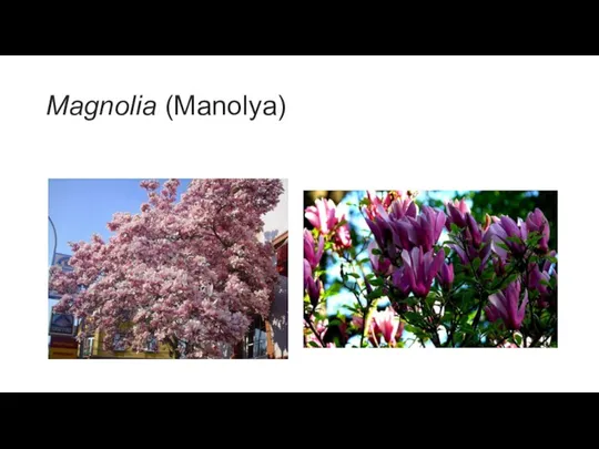 Magnolia (Manolya)