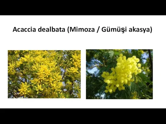 Acaccia dealbata (Mimoza / Gümüşi akasya)