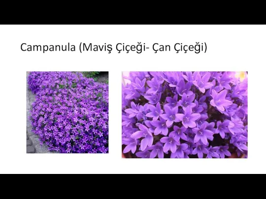 Campanula (Maviş Çiçeği- Çan Çiçeği)