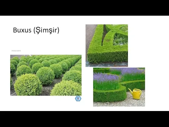 Buxus (Şimşir)