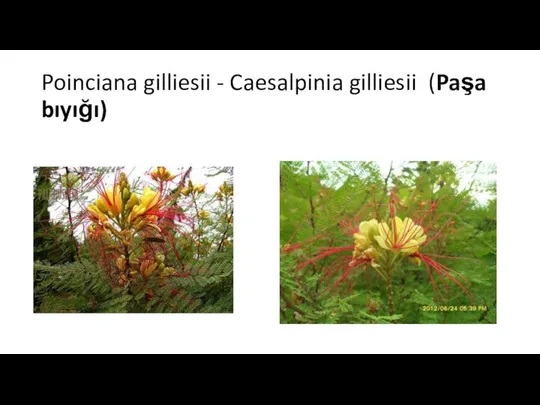 Poinciana gilliesii - Caesalpinia gilliesii (Paşa bıyığı)