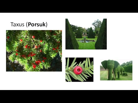 Taxus (Porsuk)