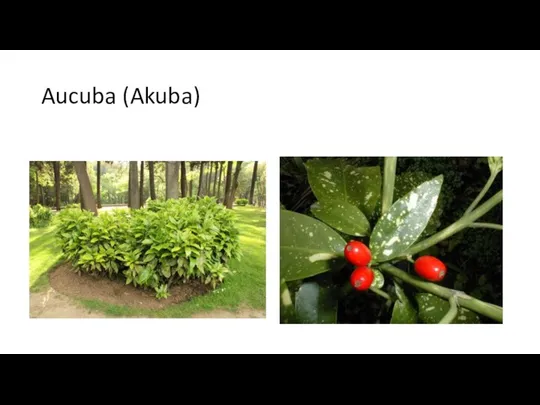 Aucuba (Akuba)