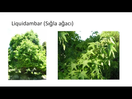 Liquidambar (Sığla ağacı)