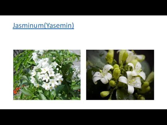 Jasminum(Yasemin)