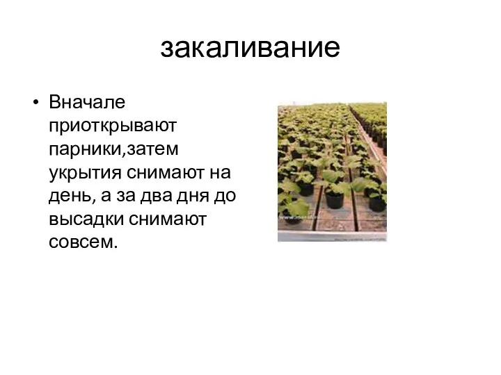 закаливание Вначале приоткрывают парники,затем укрытия снимают на день, а за два дня до высадки снимают совсем.