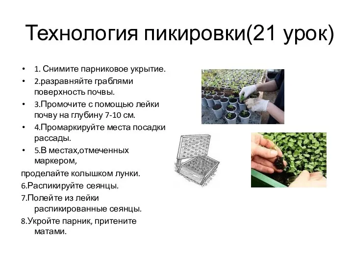 Технология пикировки(21 урок) 1. Снимите парниковое укрытие. 2.разравняйте граблями поверхность почвы.