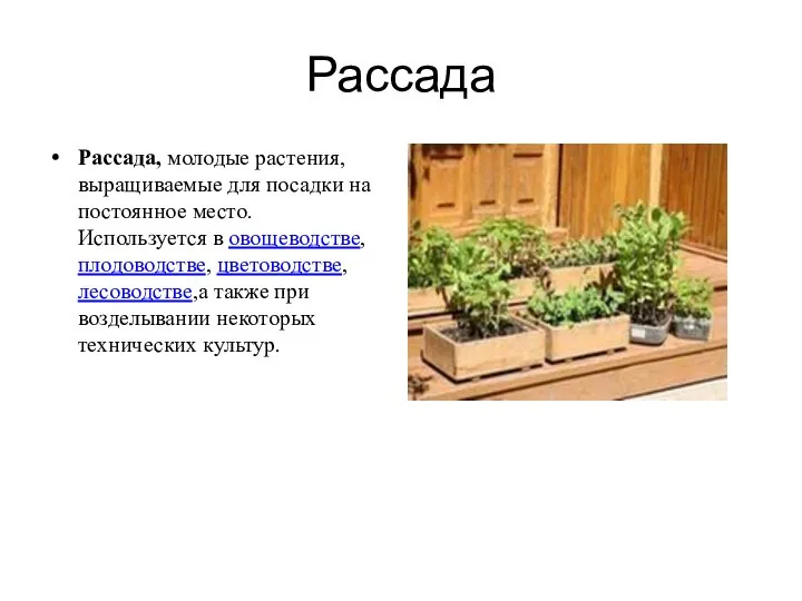 Рассада Рассада, молодые растения, выращиваемые для посадки на постоянное место. Используется