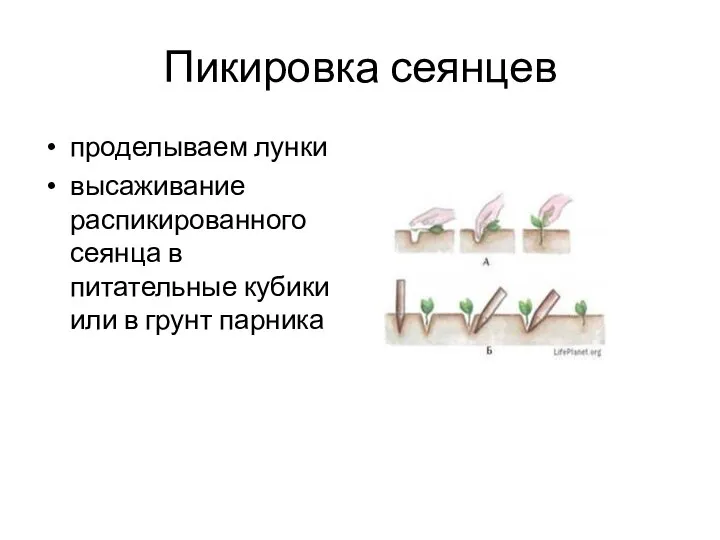 Пикировка сеянцев проделываем лунки высаживание распикированного сеянца в питательные кубики или в грунт парника