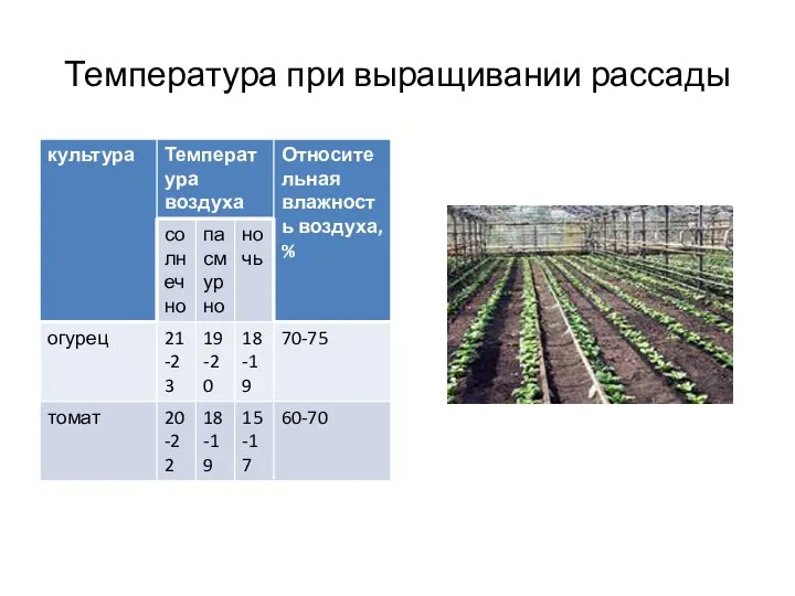 Температура при выращивании рассады