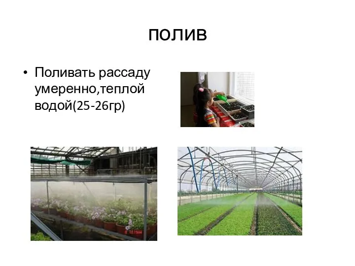 полив Поливать рассаду умеренно,теплой водой(25-26гр)