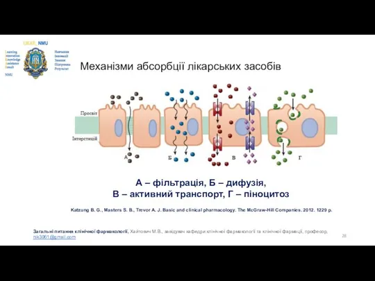 Механізми абсорбції лікарських засобів А – фільтрація, Б – дифузія, В