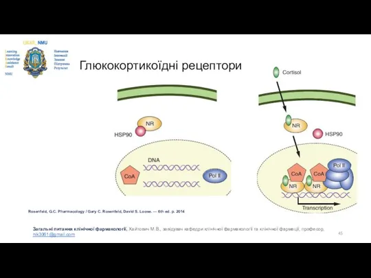 Глюкокортикоїдні рецептори Rosenfeld, G.C. Pharmacology / Gary C. Rosenfeld, David S.