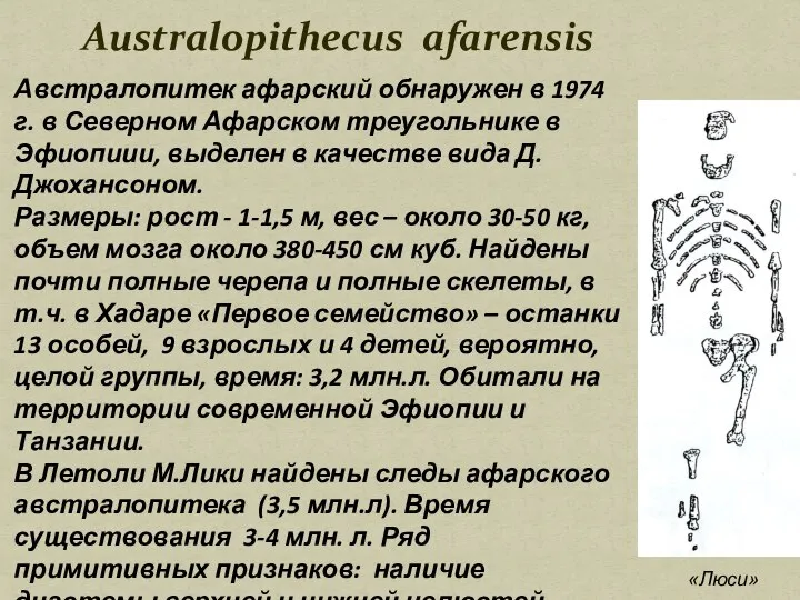 Australopithecus afarensis Австралопитек афарский обнаружен в 1974 г. в Северном Афарском