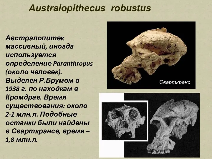 Australopithecus robustus Австралопитек массивный, иногда используется определение Paranthropus (около человек). Выделен