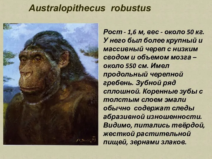 Australopithecus robustus Рост - 1,6 м, вес - около 50 кг.