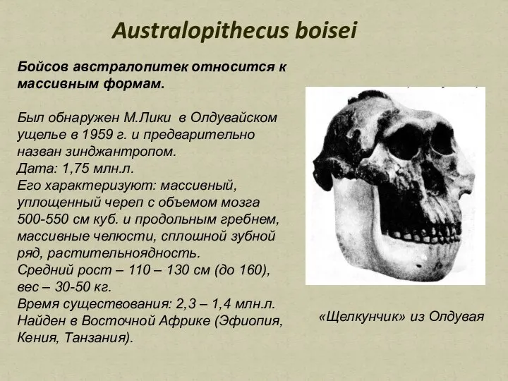 Australopithecus boisei Бойсов австралопитек относится к массивным формам. Был обнаружен М.Лики