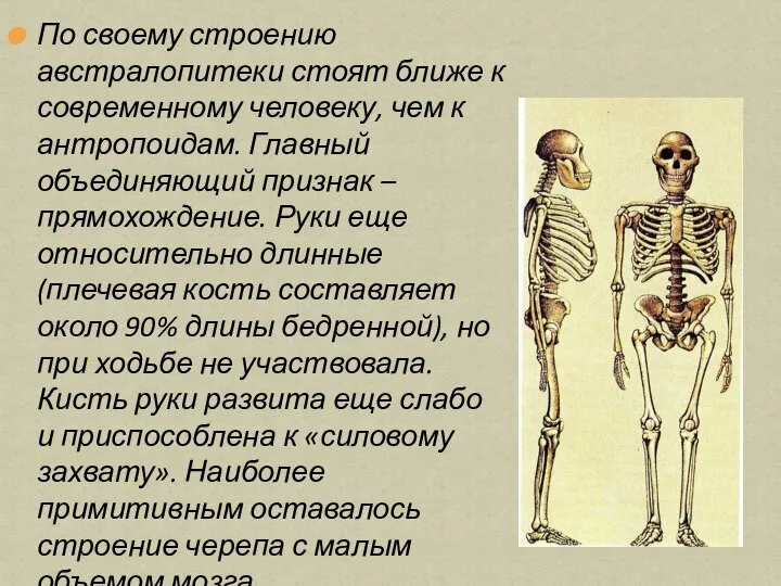 По своему строению австралопитеки стоят ближе к современному человеку, чем к