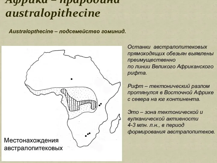 Африка – прародина australopithecine Останки австралопитековых прямоходящих обезьян выявлены преимущественно по