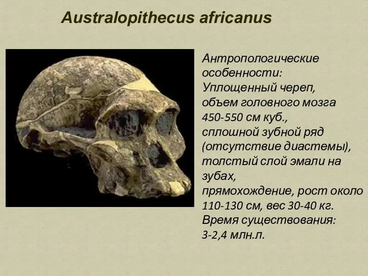 Australopithecus africanus Антропологические особенности: Уплощенный череп, объем головного мозга 450-550 см