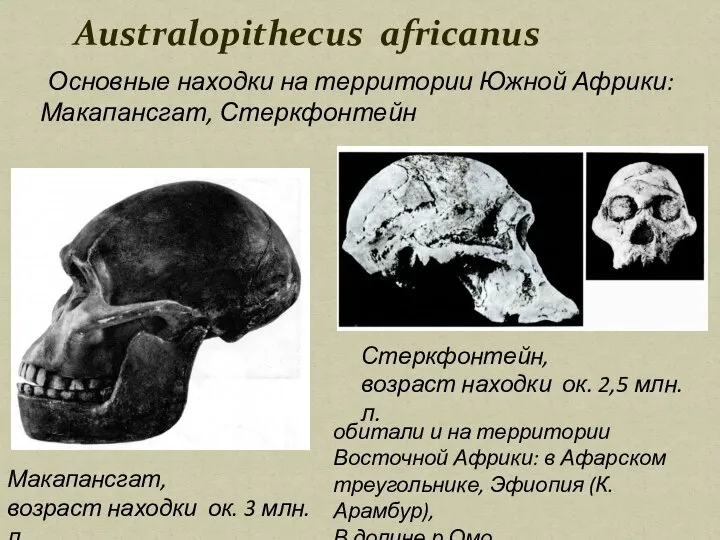 Основные находки на территории Южной Африки: Макапансгат, Стеркфонтейн Australopithecus africanus Макапансгат,