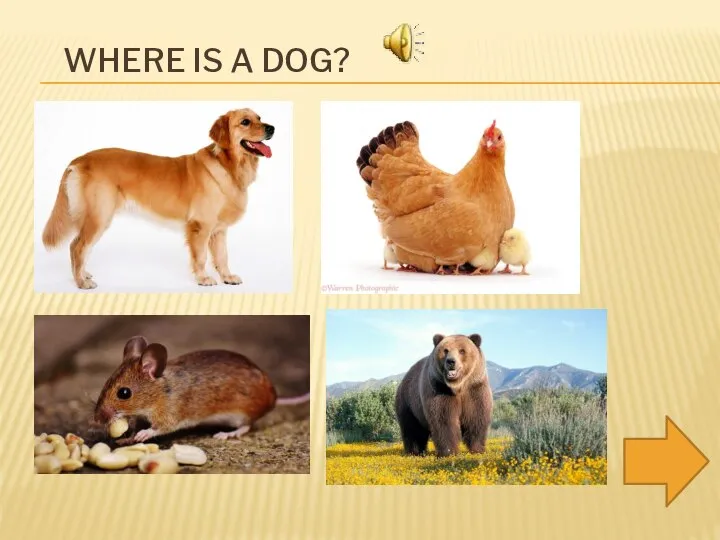 WHERE IS A DOG?
