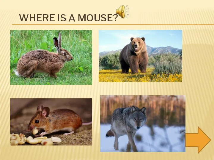 WHERE IS A MOUSE?