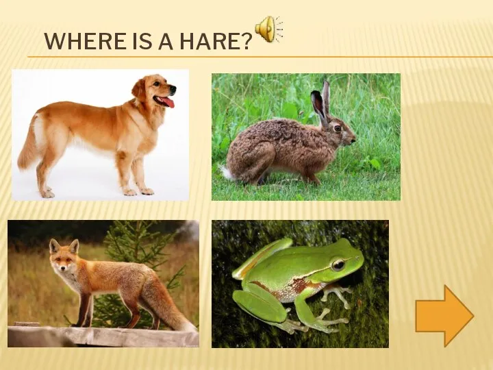 WHERE IS A HARE?