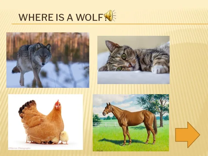 WHERE IS A WOLF?