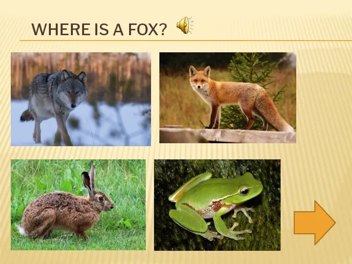 WHERE IS A FOX?