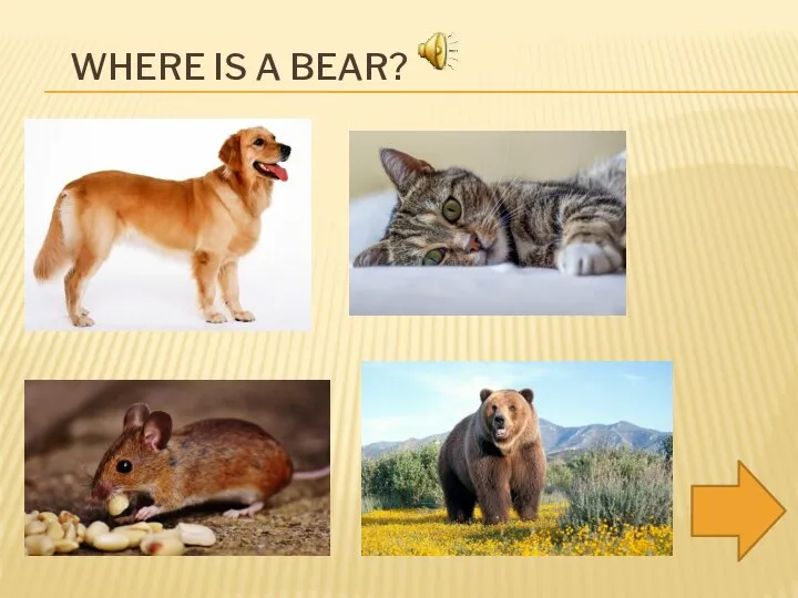 WHERE IS A BEAR?