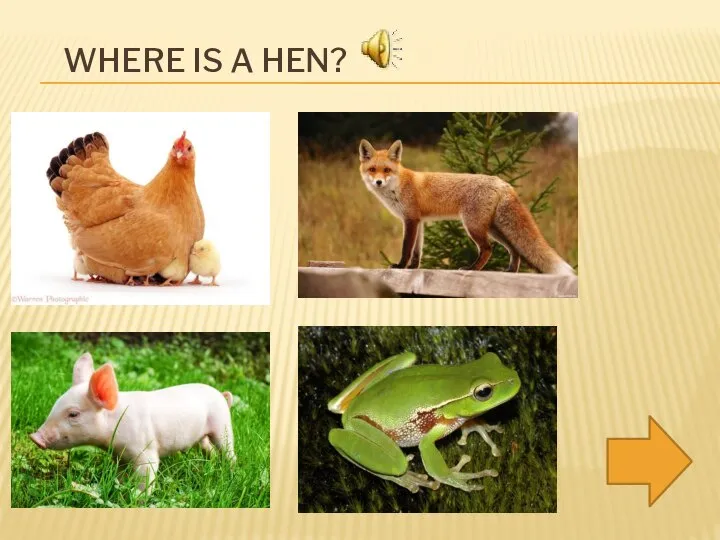 WHERE IS A HEN?