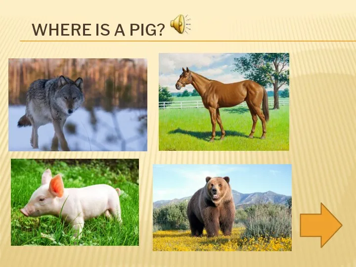 WHERE IS A PIG?