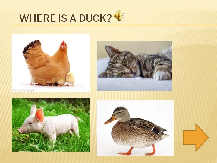 WHERE IS A DUCK?
