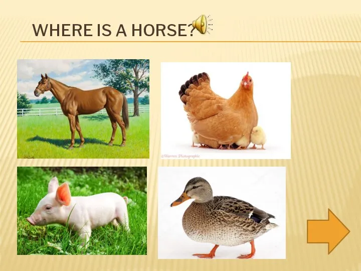 WHERE IS A HORSE?