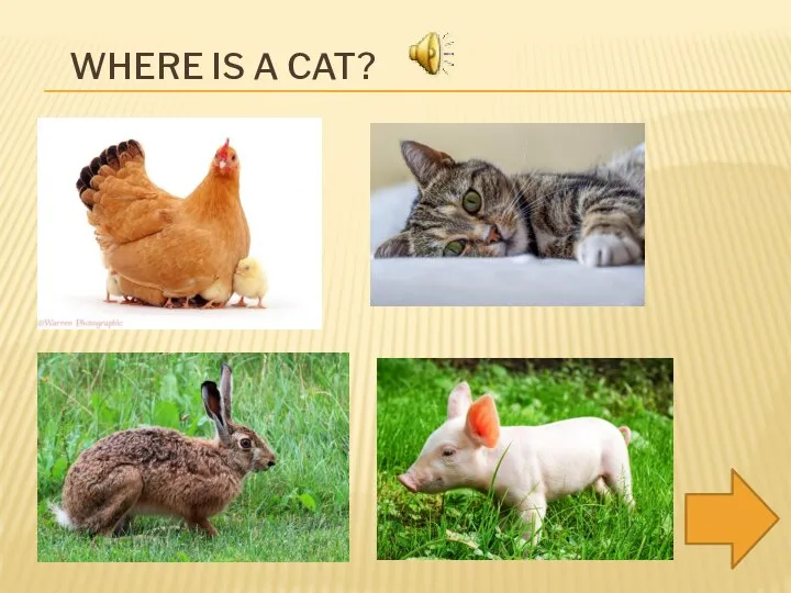 WHERE IS A CAT?