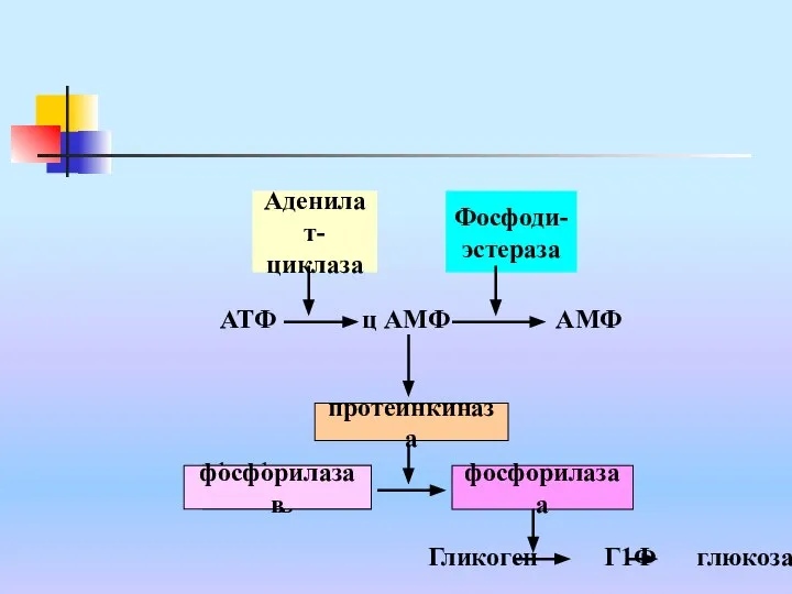 АТФ ц АМФ АМФ протеинкиназа фосфорилаза в фосфорилаза в фосфорилаза а