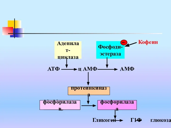 АТФ ц АМФ АМФ протеинкиназа фосфорилаза в фосфорилаза в фосфорилаза а