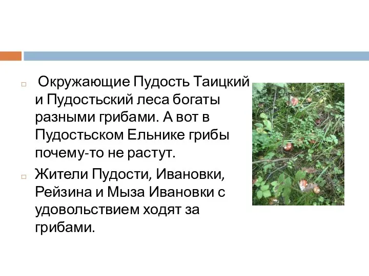 Окружающие Пудость Таицкий и Пудостьский леса богаты разными грибами. А вот