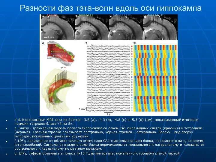 Разности фаз тэта-волн вдоль оси гиппокампа a-d. Корональный MRI-срез по брегме