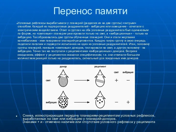 Перенос памяти Схема, иллюстрирующая передачу планариям-реципиентам условных рефлексов, выработанных на свет